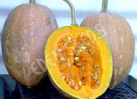 Pumpkin Gramma Seeds