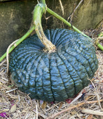 Pumpkin Ironbark Seeds
