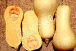 Pumpkin Waltham Butternut Seeds