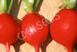 Radish Champion Seeds