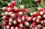 Radish French Breakfast Organic Seeds