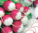 Radish Sparkler Seeds