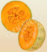 Rockmelon Hales Best Organic Seeds