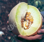Rockmelon Honeydew Seeds