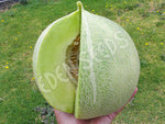 Rockmelon Pomona Seeds