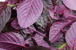 Amaranth Leaf Garnet Red Seeds
