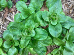 Corn Salad Seeds