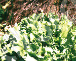 Endive Broad Leaved Seeds