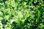 Endive Salad King Seeds
