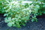 Purslane Large Yellow Seeds