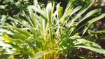 Mibuna Seeds