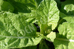 Mustard Spinach Komatsuna Seeds