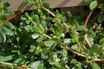 Purslane Seeds
