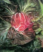 Radicchio Palla Rossa Seeds