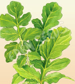 Rocket Organic Seeds