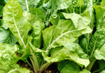 Silverbeet Lucullus Organic Seeds