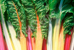 Silverbeet Rainbow Chard Organic Seeds