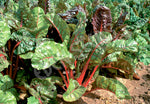 Silverbeet Ruby Red Chard Seeds