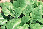 Spinach New Zealand Seeds