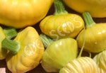 Squash Button Yellow Bush Scallop Seeds