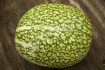 Squash Winter Perennial Squash Chilacayote Seeds