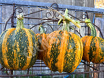 Pumpkin Kumi Kumi Seeds