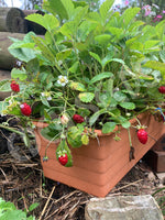 Strawberry Rujana Seeds