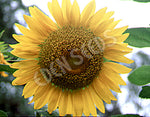 Sunflower Giant Russian Organic Seeds