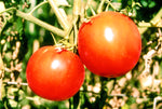 Tomato Break O Day Seeds