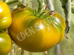 Tomato Evergreen Seeds