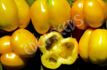 Tomato Golden Gourmet Filler Seeds