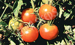 Tomato Graf Zeppelin Seeds