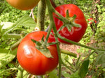 Tomato Grosse Lisse Seeds