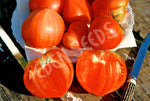 Tomato Oxheart Red Seeds