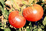 Tomato Ponderosa Pink