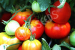 Tomato Rouge De Marmande Seeds