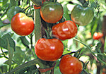 Tomato Stupice Seeds