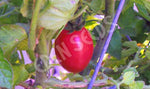Tomato Thai Pink Egg Seeds