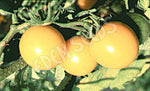 Tomato Tommy Toe Yellow Seeds