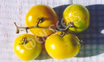 Tomato Yellow Perfection Seeds