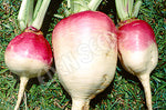 Turnip Purple Top White Globe Organic Seeds