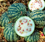 Watermelon Jam Melon Seeds