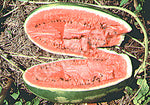 Watermelon Klondyke Seeds