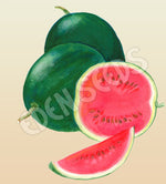 Watermelon Sugarbaby Organic Seeds