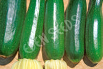 Zucchini Black Beauty Seeds