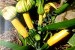 Zucchini Golden Seeds