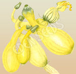Zucchini Golden Arch Crookneck Organic Seeds
