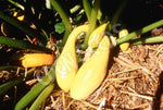 Zucchini Golden Arch Crookneck Seeds