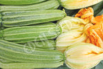 Zucchini Romanesco Organic Seeds