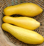 Zucchini Yellow Straightneck Seeds